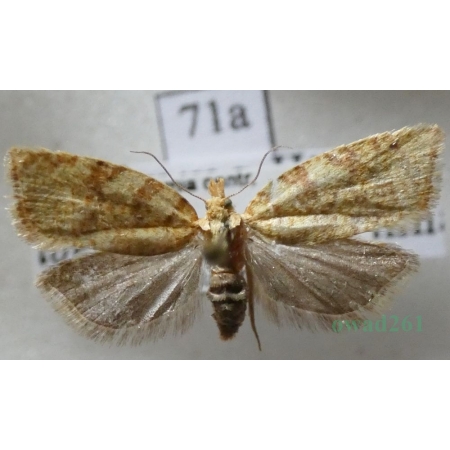 Aleimma loeflingiana (Linnaeus, 1758) Czech71a